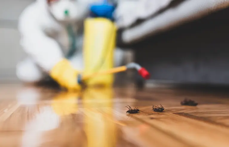 شركة مكافحة الصراصير بالرياض