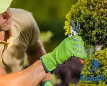 أفضل شركة تنسيق حدائق بالرياض